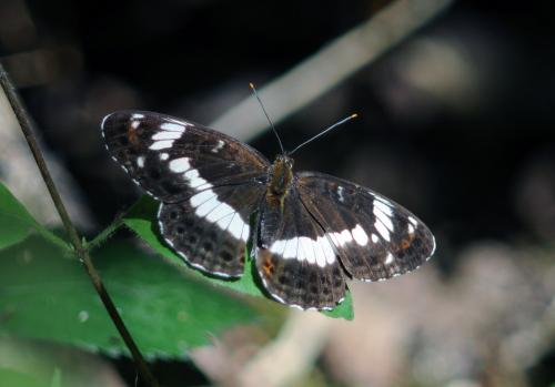 Réf. 269 654 : Limenitis camilla
